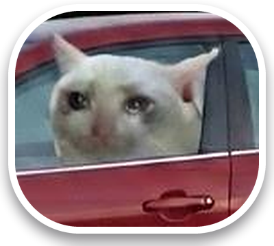 The cat